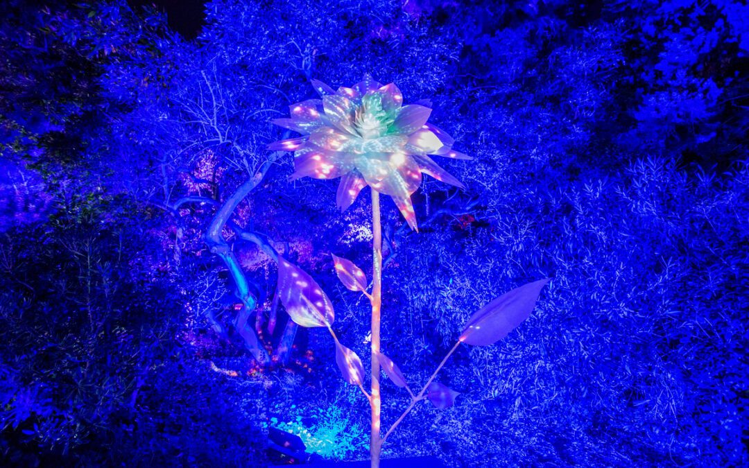 Domani apre a Roma “Lights in Nature”: un’esperienza immersiva in un giardino segreto