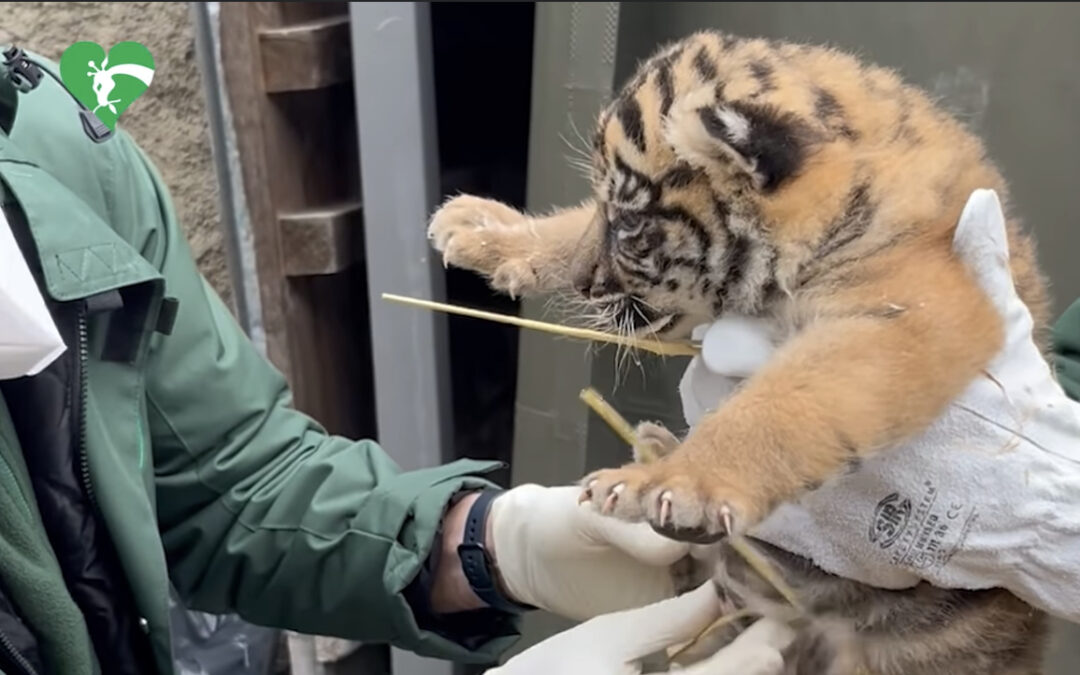 Tutti perfetti i controlli alla cucciola di tigre di Sumatra