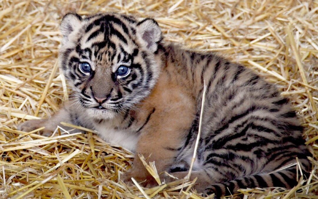 E’ stato scelto il nome per la tigrotta del Bioparco, si chiamerà Kala