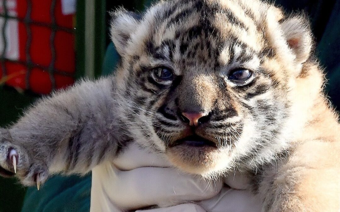 Fiocco rosa al Bioparco: nata una cucciola di tigre di Sumatra, la sottospecie è in via d’estinzione