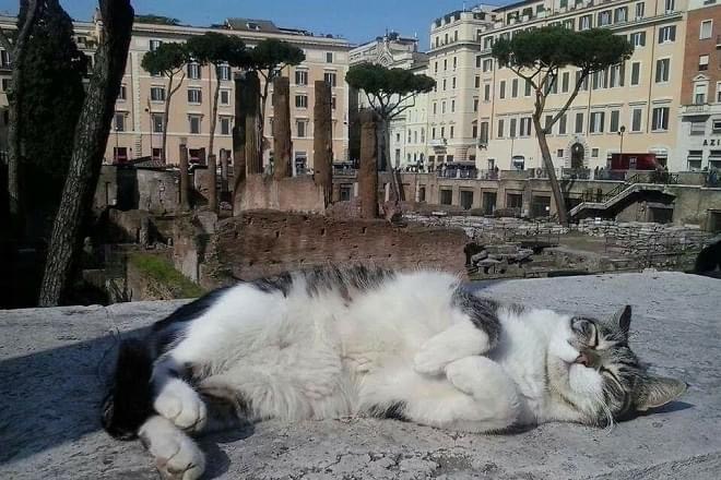 Comune di Roma: al via le richieste per il cibo delle colonie feline censite