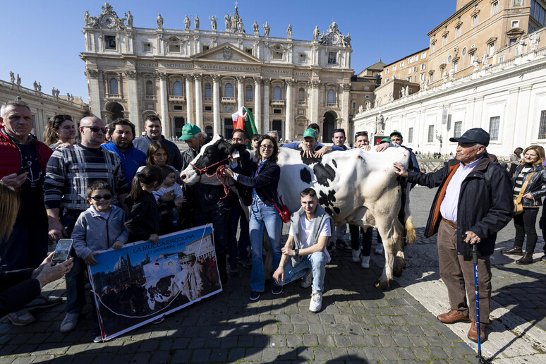 Gli agricoltori arrivano in piazza San Pietro con la mucca Ercolina. Venerdì nuovo incontro con il Governo