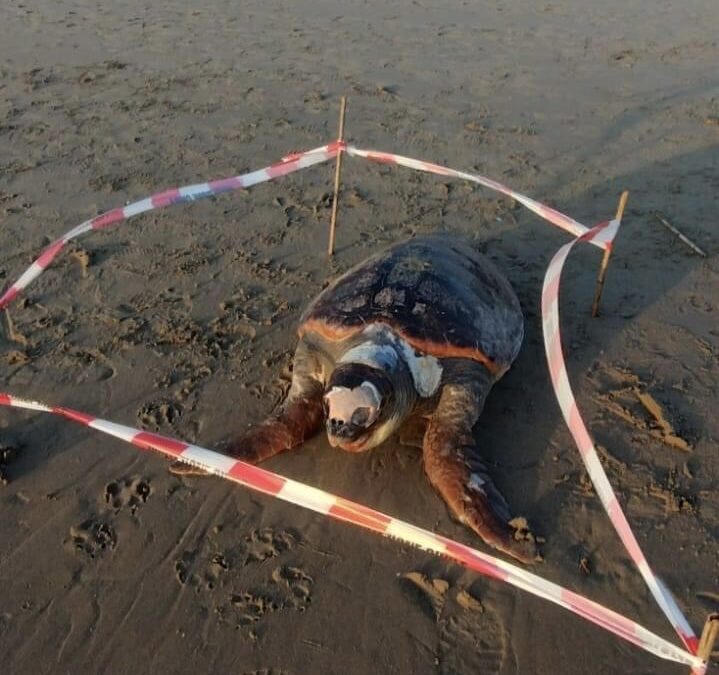 Tartaruga marina muore sulla spiaggia di Focene
