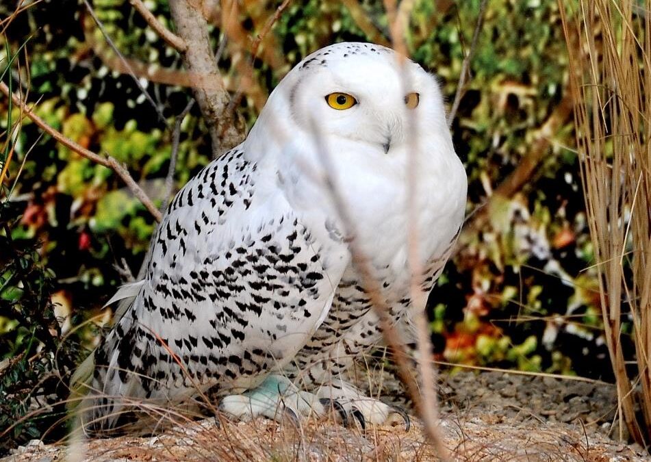 Carnevale al Bioparco, l’11 febbraio, con gufi, giraffe e mandrilli
