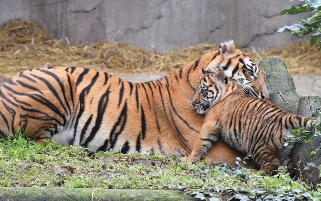 Bioparco: la tigrotta Kala fa la sua prima apparizione in pubblico insieme alla mamma