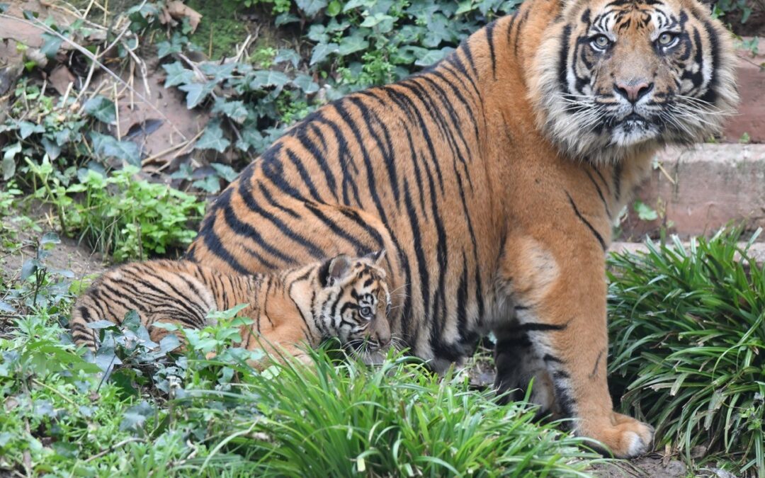 Il 19 marzo al Bioparco Festa del papà con la tigrotta Kala e il papà Kasih