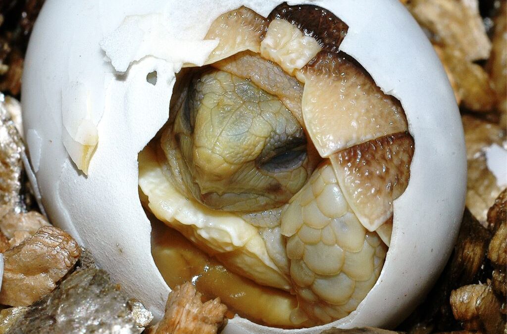 Pasqua: la biodiversità delle uova al Bioparco, didattica e curiosità per grandi e piccoli