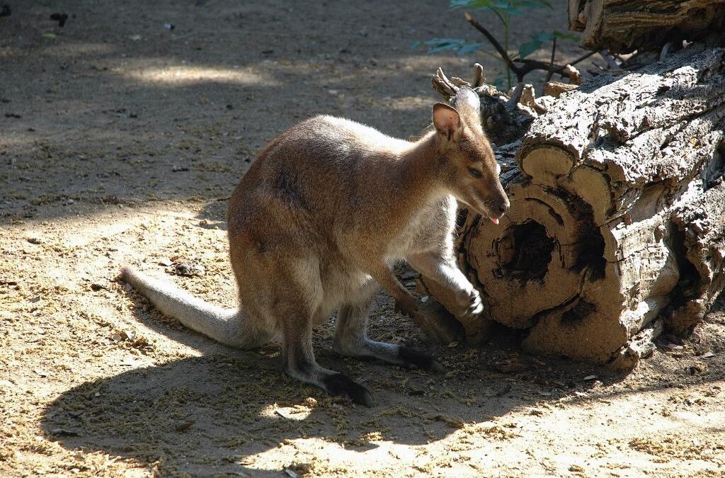 Sabato 23 marzo al Bioparco visita guidata ‘L’ora della Terra’
