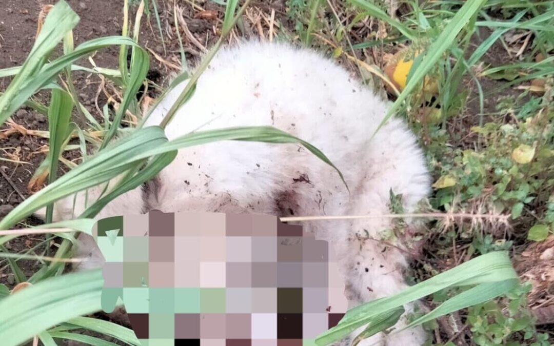 Aveva ucciso a bastonate tre cuccioli, arrestato allevatore
