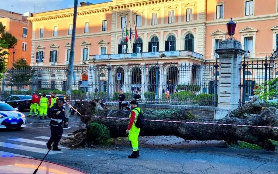Albero cade davanti al Policlinico Umberto I, danneggiate auto e moto