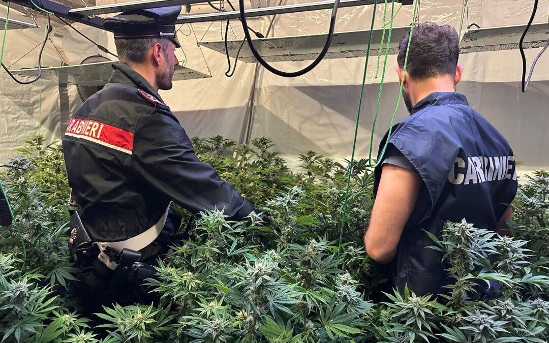 Sequestrata dai Carabinieri a Pomezia, maxi piantagione di Cannabis per un totale di 800 chili