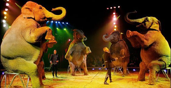 Ferraro: “Approvata mozione per togliere gli animali dal circo”