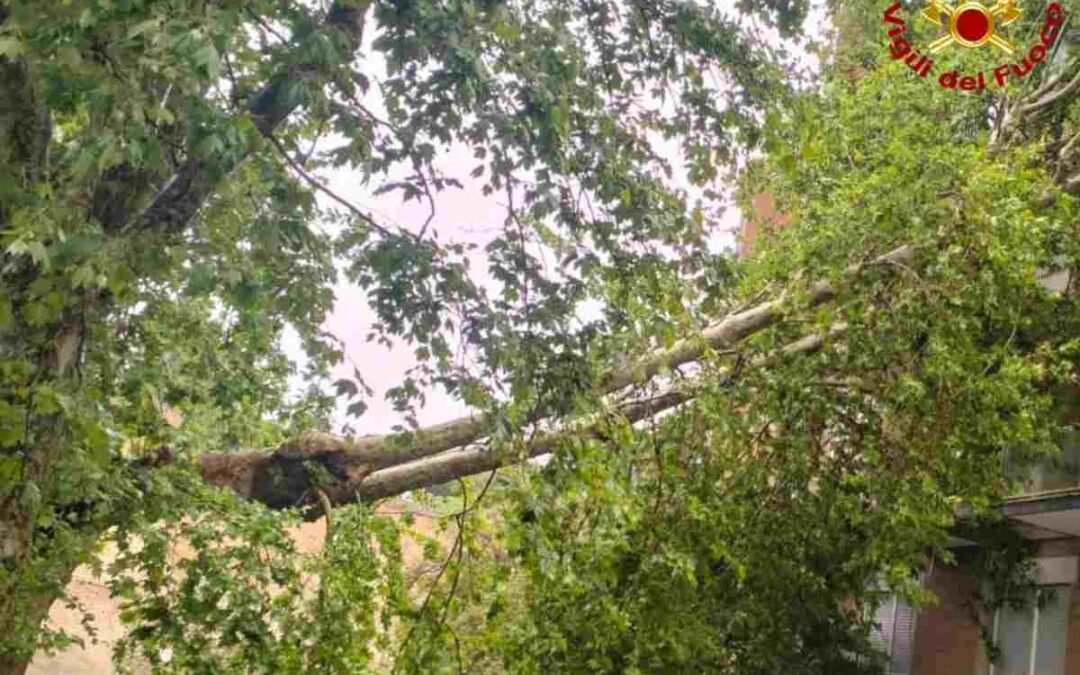 Albero si spezza e cade su un palazzo, evacuati tre appartamenti dai Vigili del Fuoco