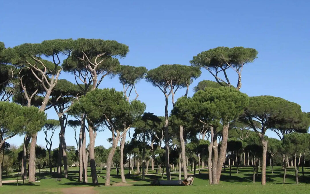 Parco del Pineto, abbattimenti e nuove messe a dimora a partire da oggi