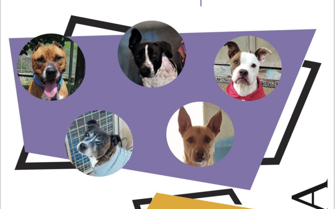 Garante degli animali, Prestipino: “Domani sfilata dei cani della Muratella all’Eur per lanciare adozioni”