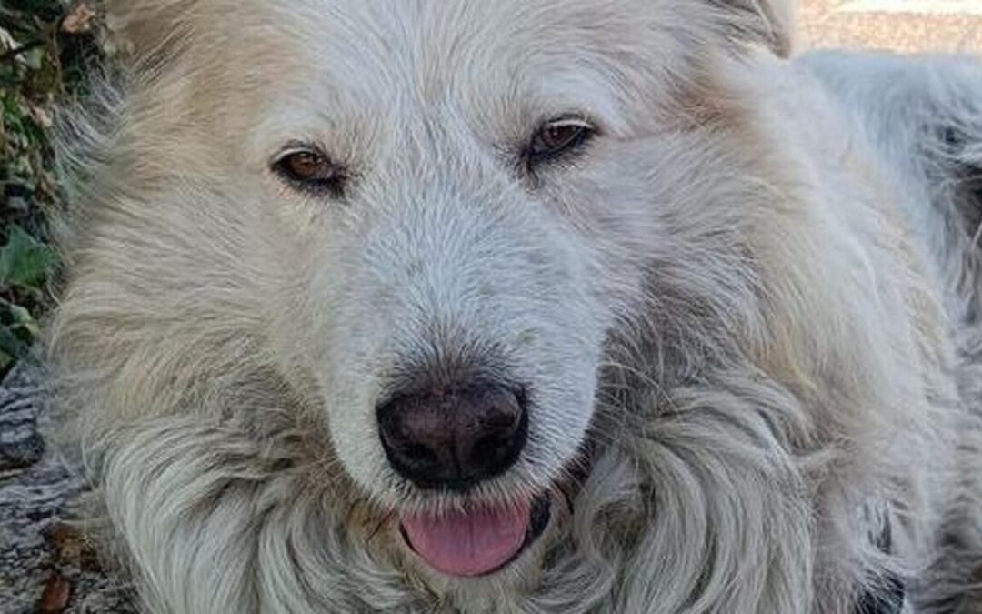 Prestipino: “Grazie al Sindaco la costituzione come parte civile per l’uccisione del cane Giorgio”