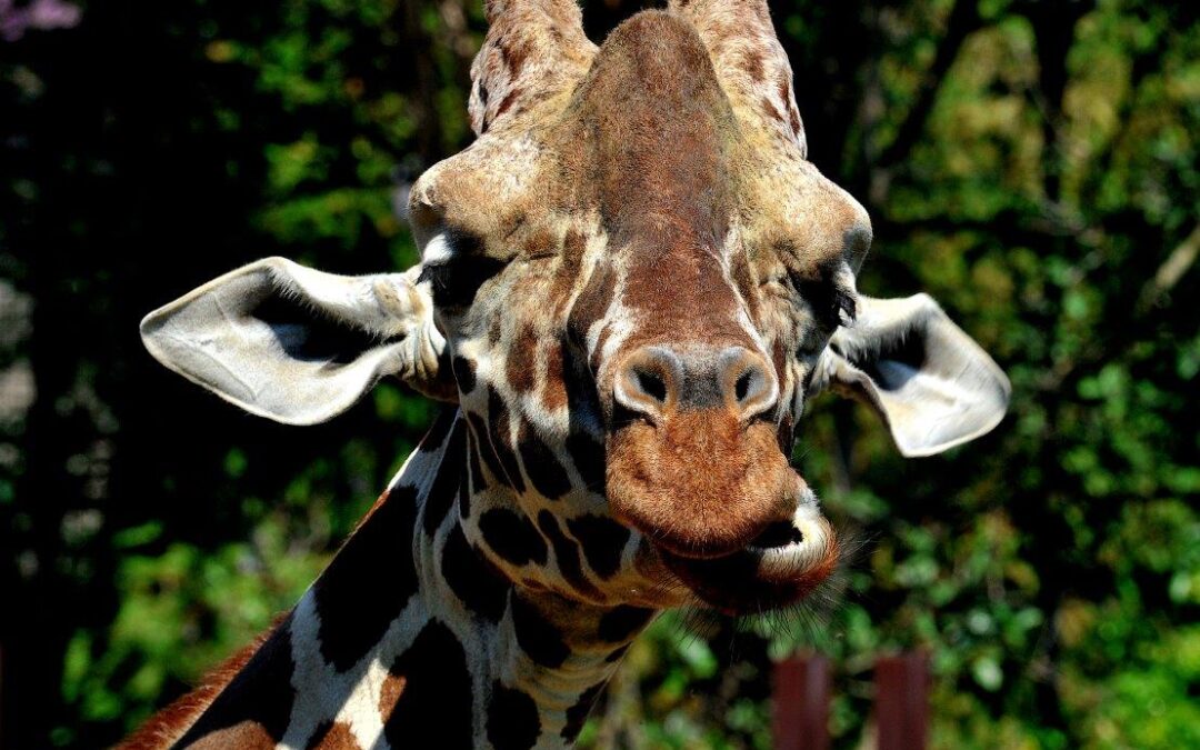 Domenica 23 giugno al Bioparco la scena sarà tutta per sua altezza la giraffa