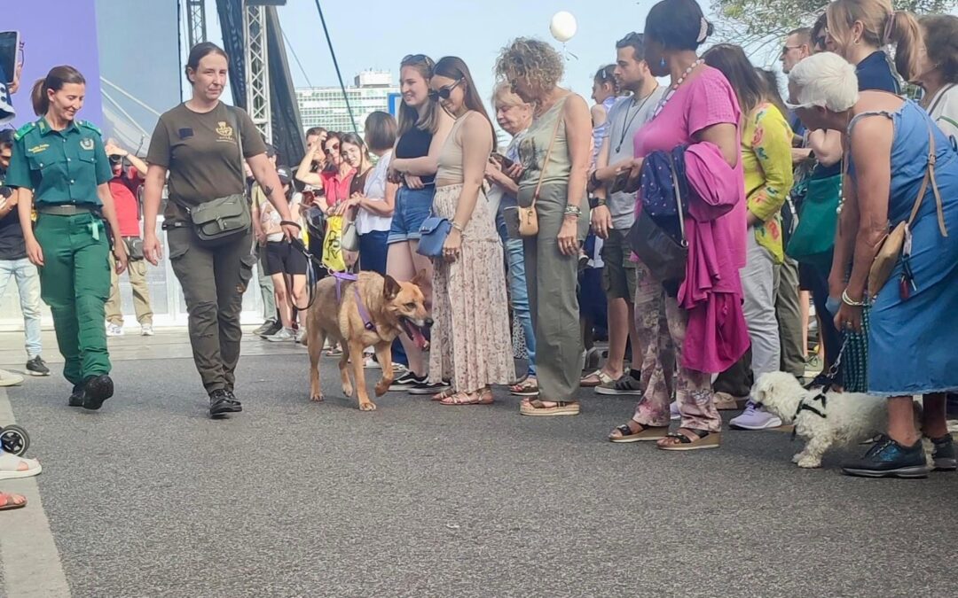 Garante degli animali, Prestipino: “Domenica torna i cani ospiti dei canili sfilano a parco Schuster”