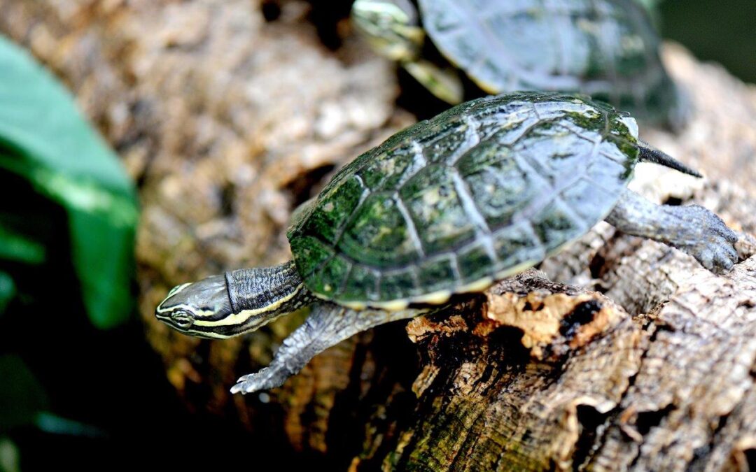 Bioparco, domenica una giornata di sensibilizzazione sulle specie minacciate del Vietnam