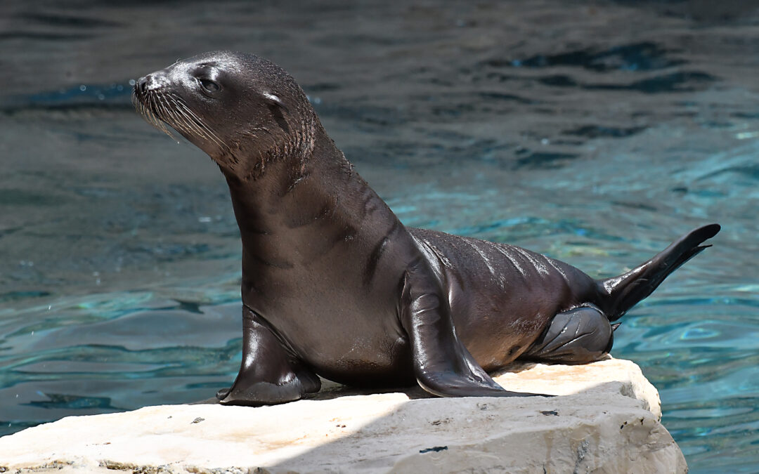 Al Bioparco di Roma è nata una otaria della California, secondogenita di Samantha e Boomer