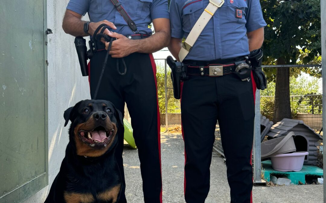 Cane rottweiler abbandonato e malnutrito dal proprietario salvato dai carabinieri