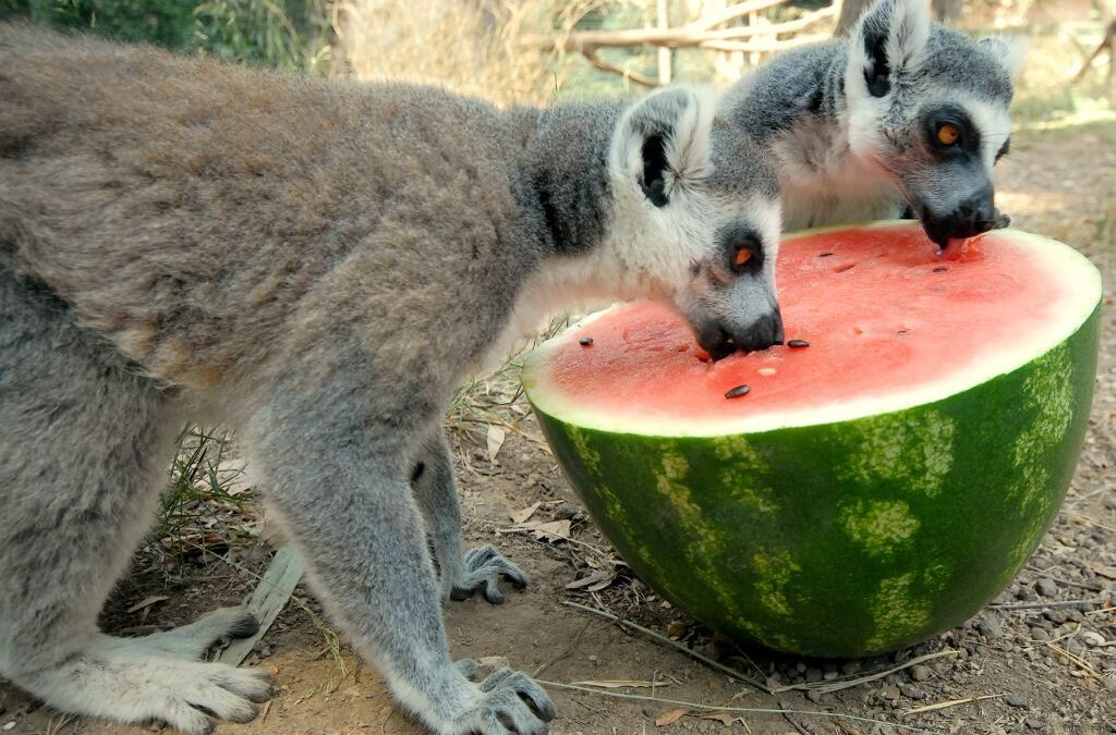 Ferragosto 2024 al Bioparco di Roma, tra cocomeri e animali