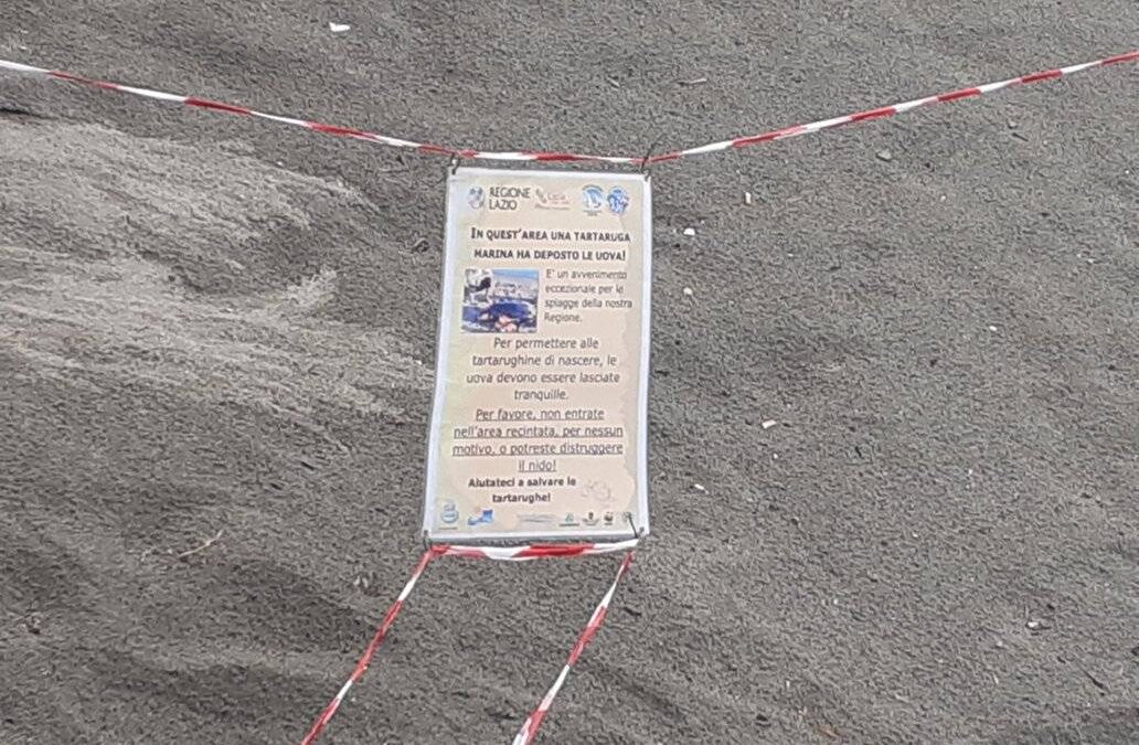 Ostia: salvate 39 tartarughine caretta caretta appena uscite dal nido