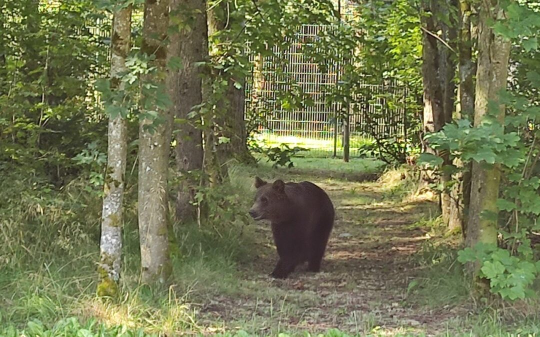 L’orso Kuma arrivato al centro di recupero in Germania. Era ospite al Bioparco dopo che la madre lo aveva abbandonato