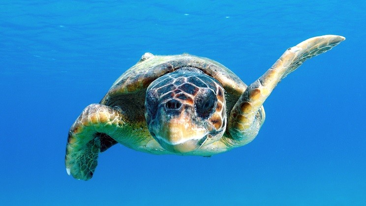 Accordo tra Roma Capitale e Legambiente per la tutela delle tartarughe marine