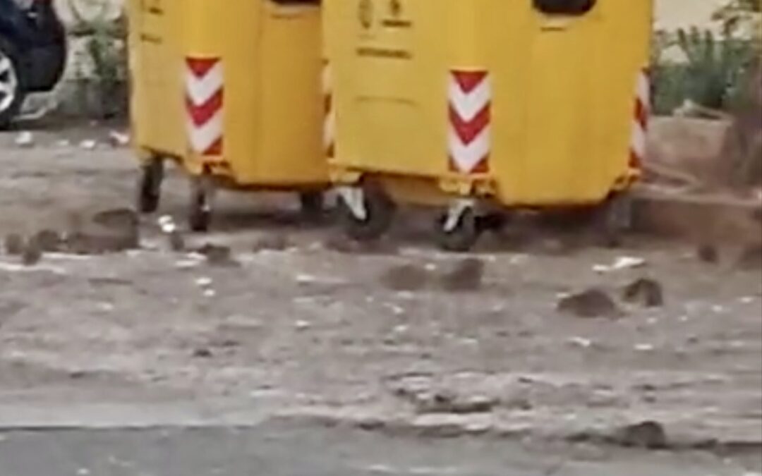 Pomezia, topi in via Fellini, il presidente della Commissione ambiente: “Lavoriamo a una soluzione”