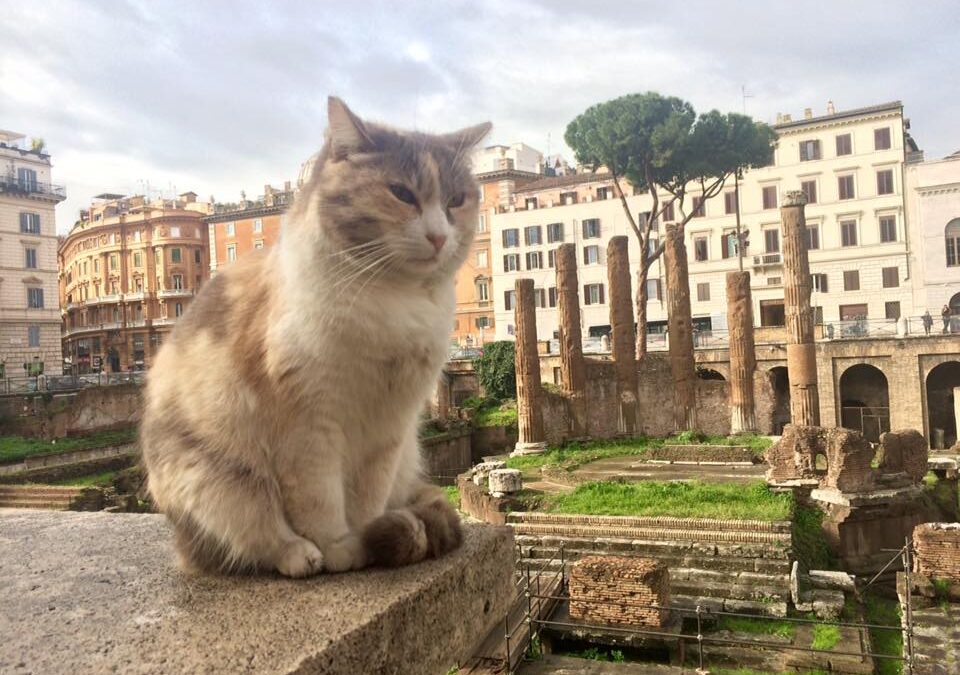 Colonie feline, il consigliere capitolino Ferraro: “Nuove modalità fornitura di cibo, un passo avanti”