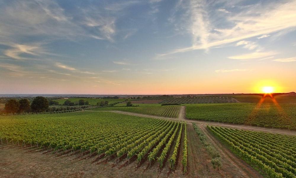Vini del Lazio alla Festa del Cinema di Roma. Degustazioni esclusive con i consorzi vitivinicoli laziali