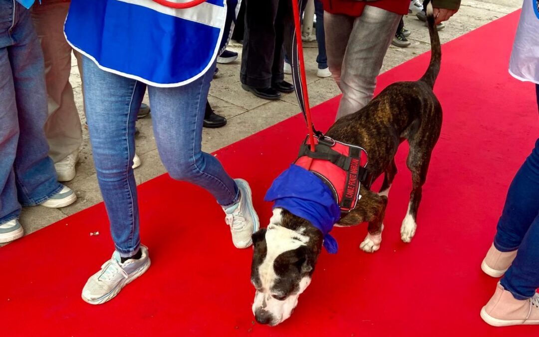 Garante Prestipino: “Grande successo per ‘Il canile va in città’, si replica entro Natale”