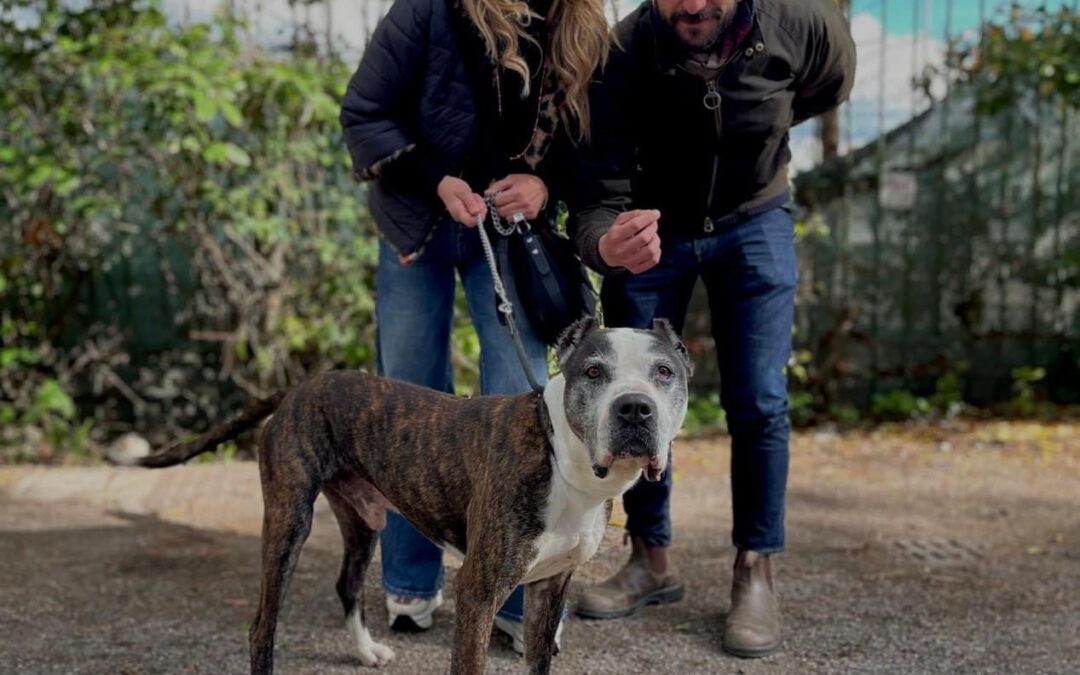 Una “Domenica da cani” per trovare una famiglia agli ospiti dei canili di Roma