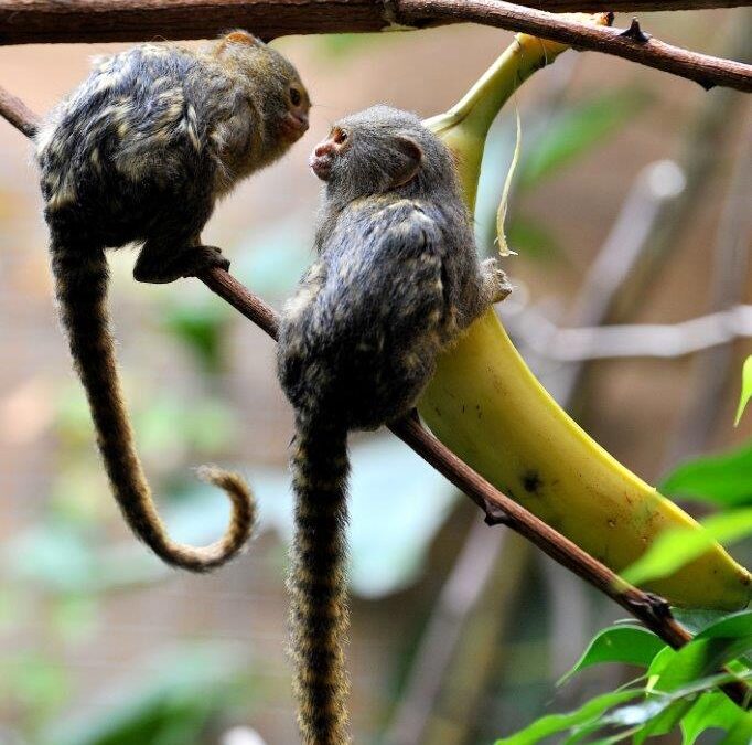 Promozione al Bioparco: sconto per residenti Roma e provincia dall’11 al 15 novembre