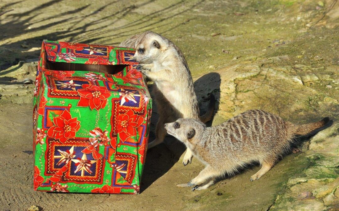 E’ Natale anche al Bioparco, gli appuntamenti per le festività