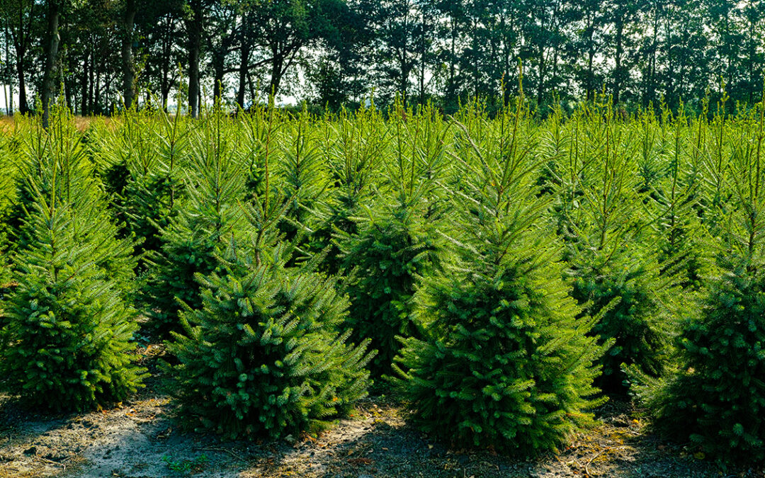 Dagli Agronomi di Roma il vademecum per l’albero di Natale naturale