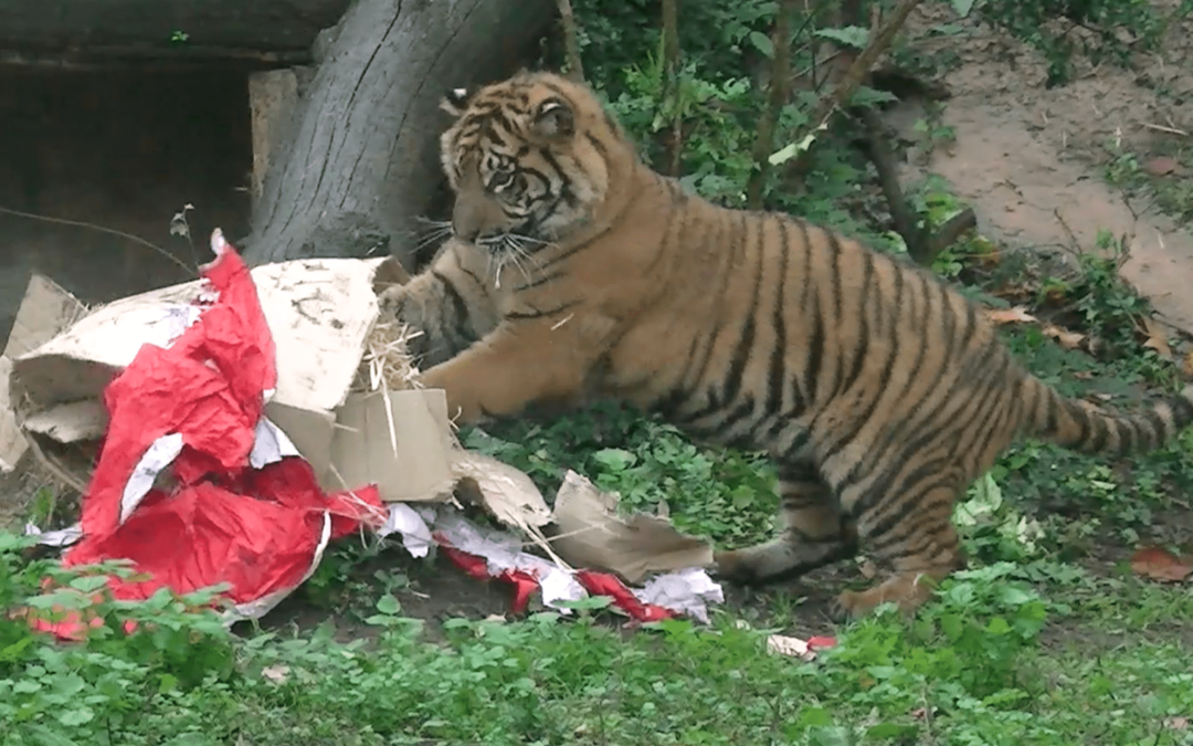 Buon compleanno Kala, la tigrotta del Bioparco compie un anno