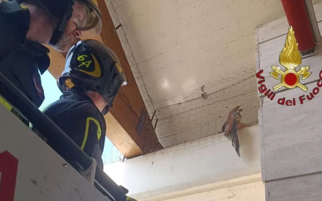 Vigili del Fuoco salvano falco rimasto incastrato nella rete di un balcone