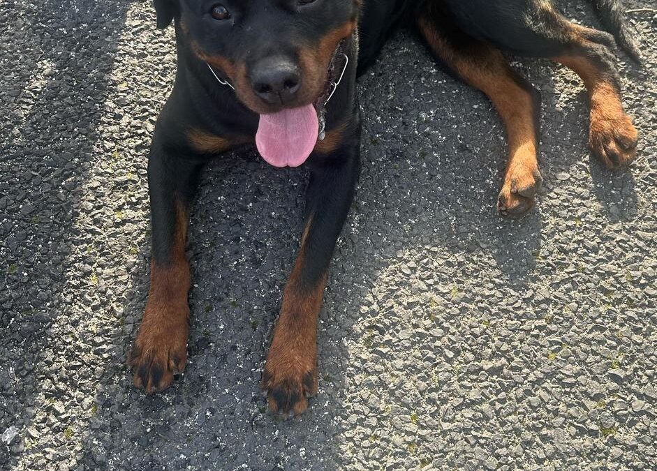 Due rottweiler a passeggio lungo il Raccordo Anulare. Salvati dalla Polizia e tornati a casa