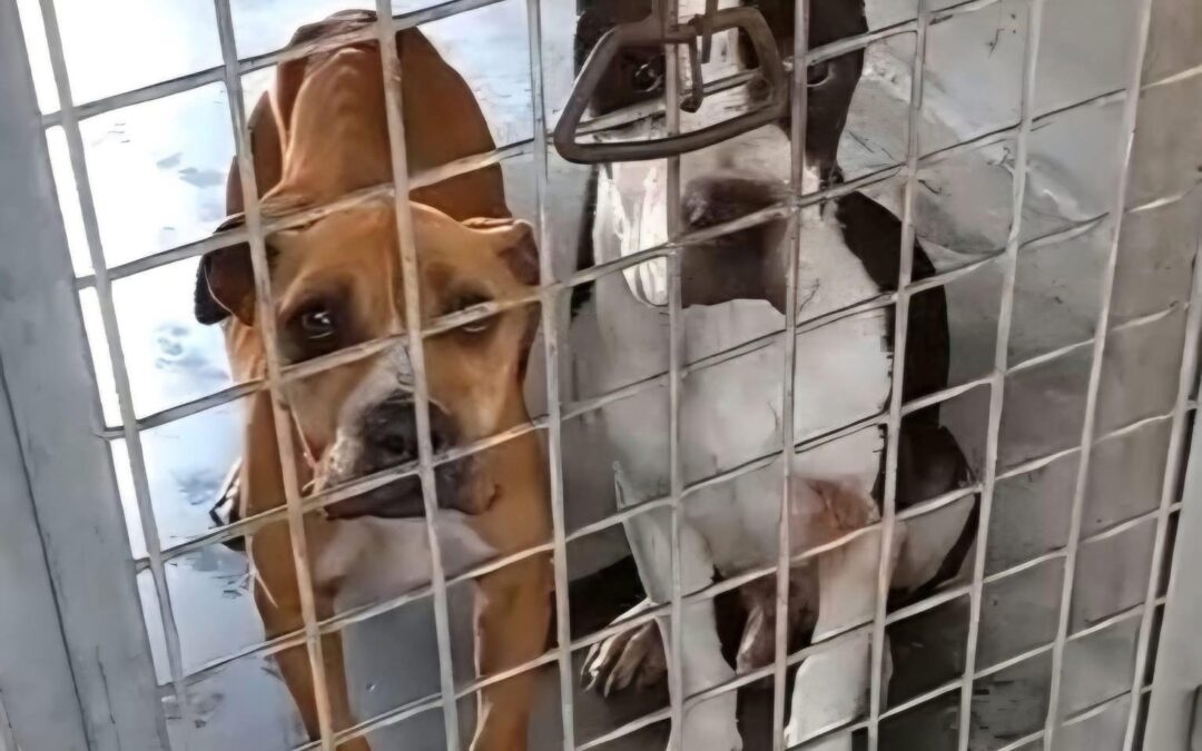 Muratella: Kira sbranata nel box che divideva con un pitbull