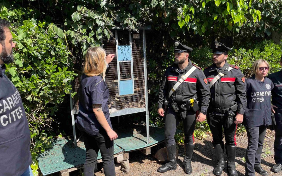 Carabinieri liberano cardellini sequestrati a due bracconieri