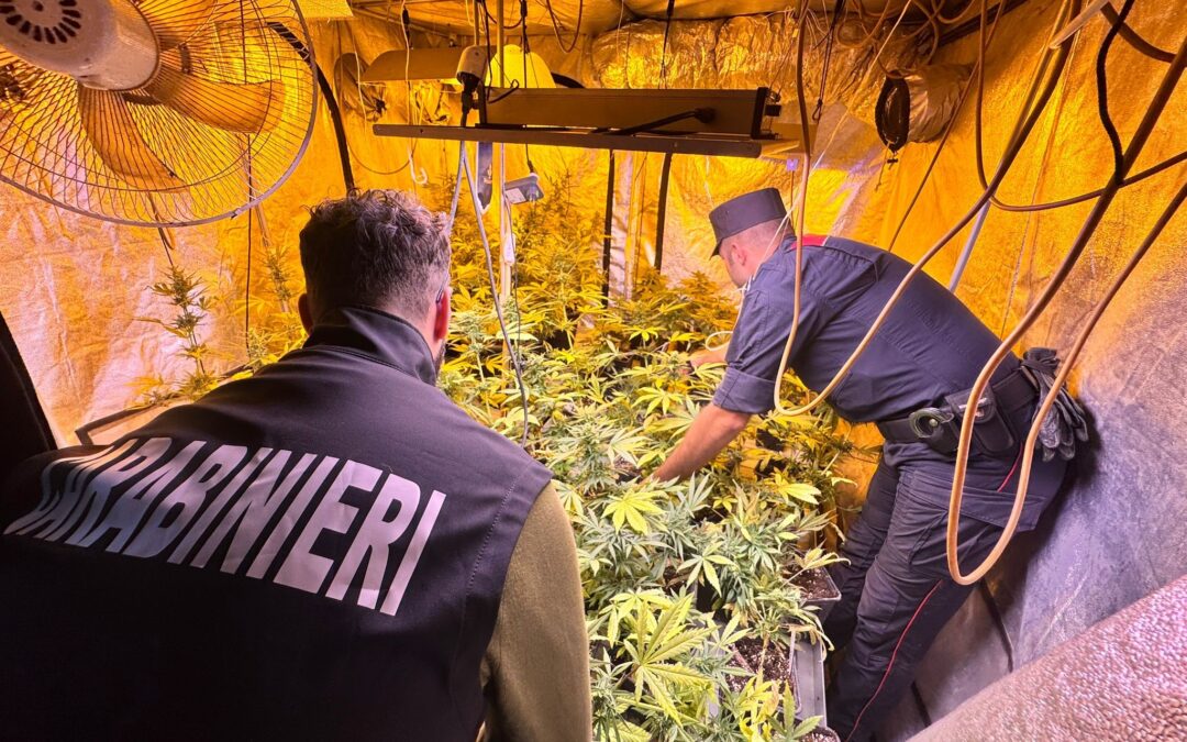 Coltivano canapa indiana per cosmetici e alimenti, arrestati titolari d’azienda per detenzione e spaccio di stupefacenti