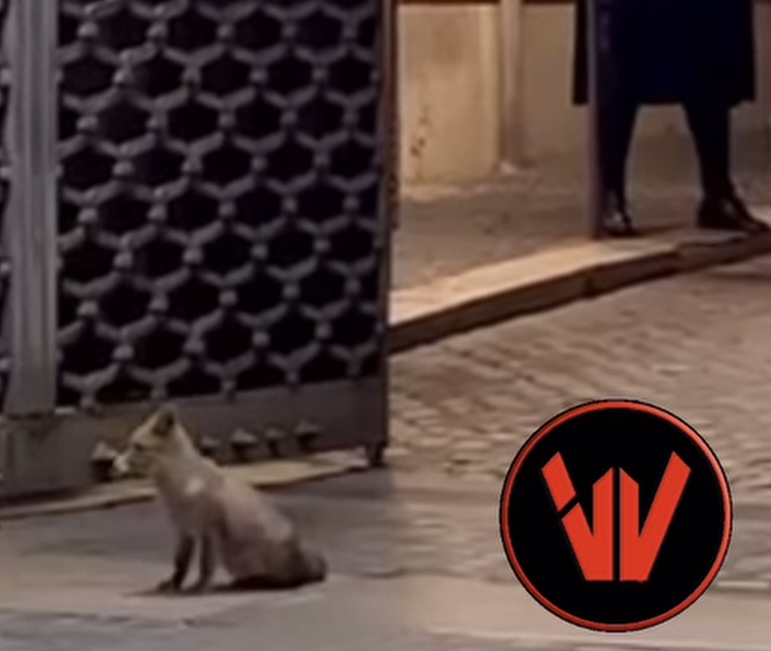 Cucciolo di volpe in Vaticano, stupore tra cittadini e turisti. Ora si cerca di salvarla