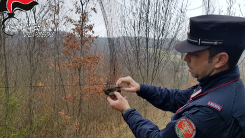 “Operazione Recall” contro il bracconaggio. 19 persone denunciate da Carabinieri Forestali e Lipu