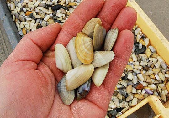 Divieto temporaneo di raccolta, vendita e consumo di telline pescate nell’Area 2 di Maccarese