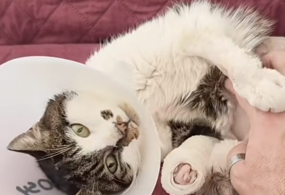 La gattina Rosi ha lasciato la clinica ed ha trovato una nuova casa
