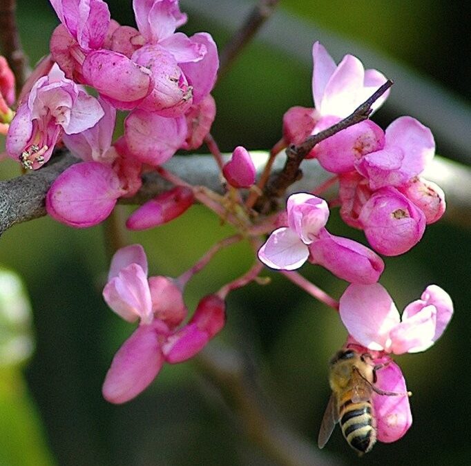 Domenica 24 maggio al Bioparco la giornata ‘Api e altri insetti’