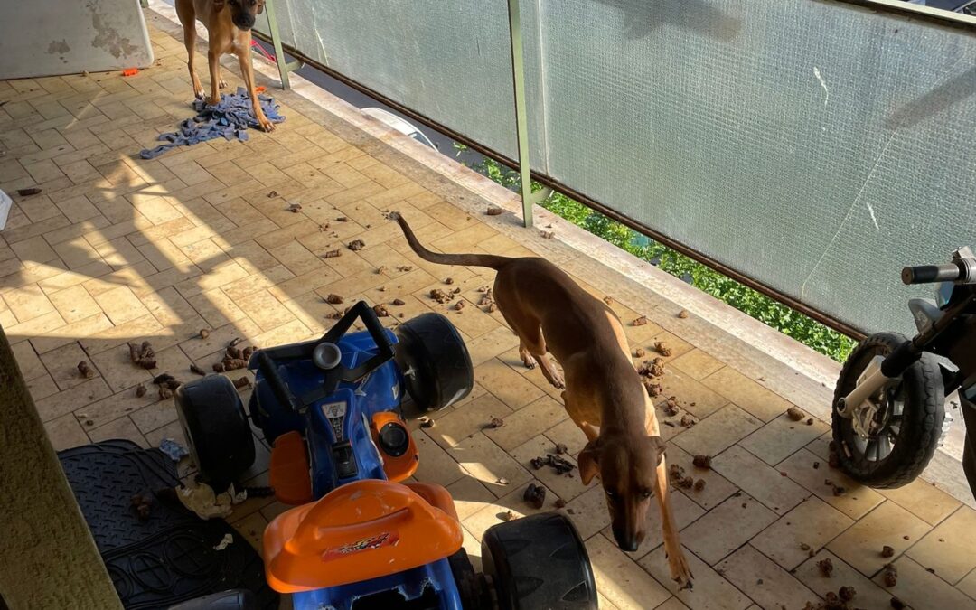 Cani denutriti, senz’acqua e sotto il sole. Salvati dai Carabinieri,  denunciato il proprietario