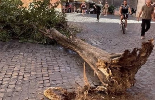 Trastevere, albero crolla tra i tavolini del ristorante: tragedia sfiorata in piazza Sant’Egidio